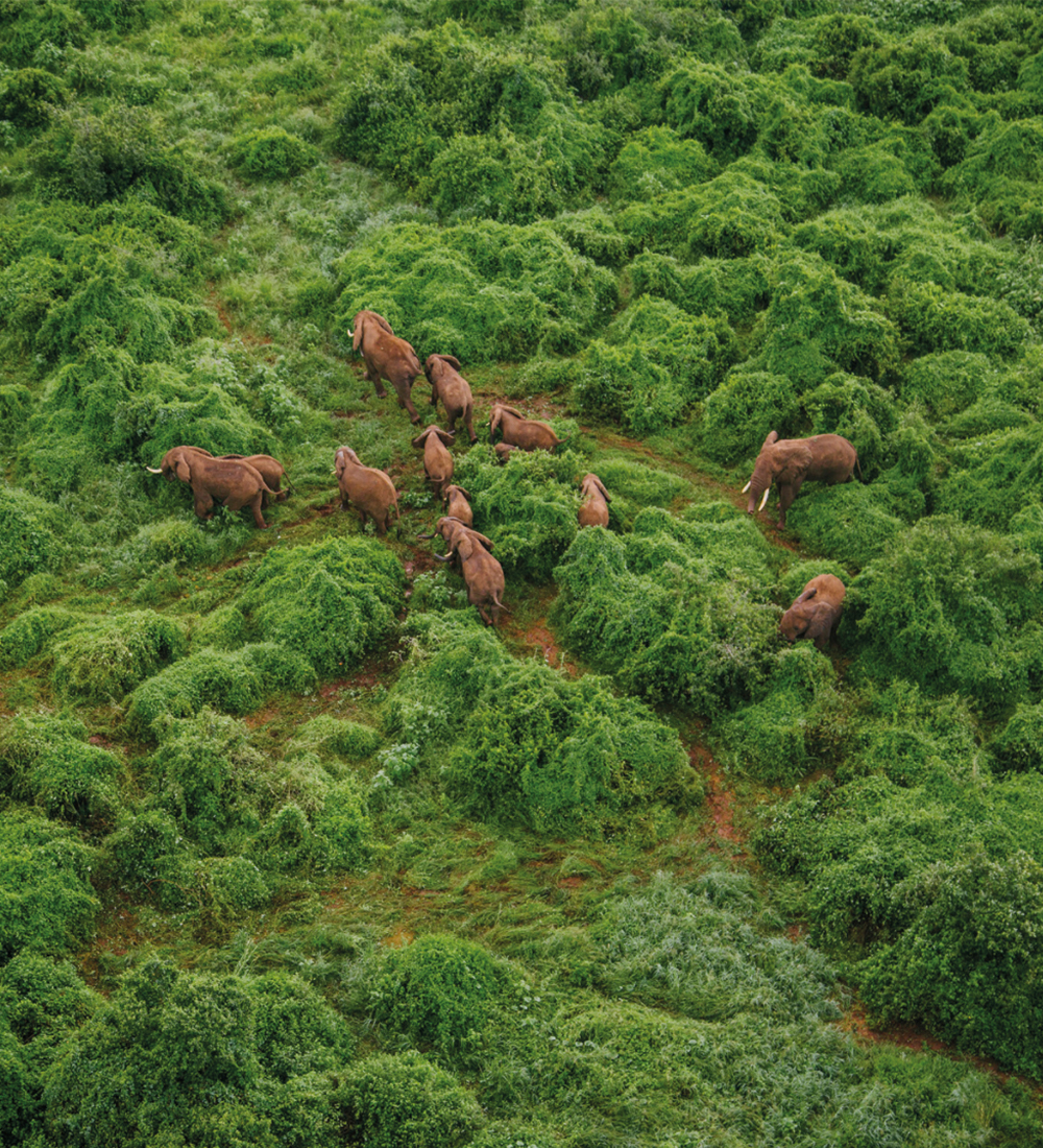 Valuing Wildlife & Wild Places