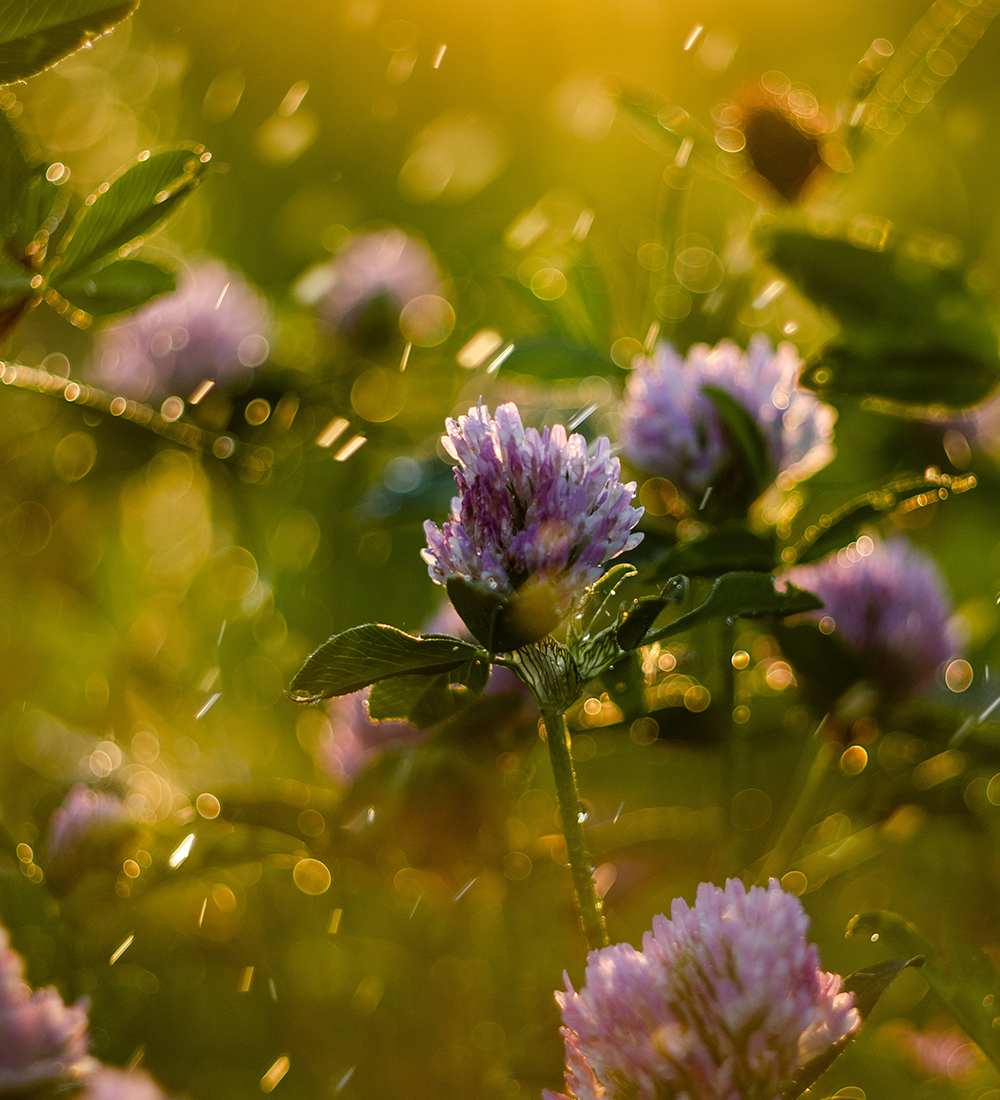 Allergy guide with Dr Ursula Levine